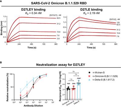 Structural basis for the broad and potent cross-reactivity of an N501Y-centric antibody against sarbecoviruses